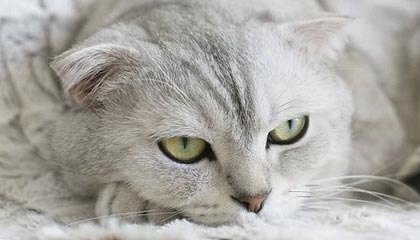 开云官网-深足等来马里进球却未翻盘 小克：等待艰苦的硬仗